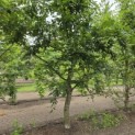Carpinus betulus - 1