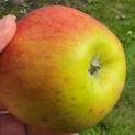 Malus domestica 'Jonagold' - impressie plukrijpe appel