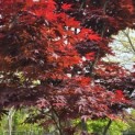 Acer palmatum 'Bloodgood' - 3