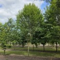 Carpinus betulus 'Frans Fontaine'   (Fastigiata) - 3