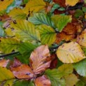 Fagus sylvatica 'Atropunicea' - Afbeelding herfstblad