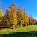 Fagus sylvatica 'Atropunicea' - herfst op de kwekerij van Ten Hoven Bomen