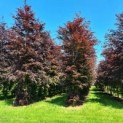 Fagus sylvatica 'Atropunicea' -Rode beuken op de kwekerij van Ten Hoven Bomen