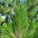Pinus nigra 'Nigra' - Foto 3