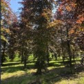 Fagus sylvatica 'Atropunicea' - 1
