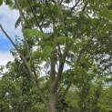 Albizia julibrissin - 2
