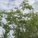 Albizia julibrissin - 3