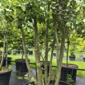 Quercus ilex - 6