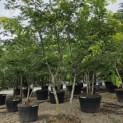Gleditsia triacanthos ‘Sunburst' - 3