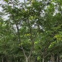 Gleditsia triacanthos ‘Sunburst' - 2