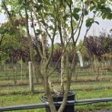 Hamamelis mollis 'Westerstede' - 2