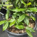 Quercus ilex - 6