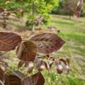 Fagus sylvatica 'Riversii' - Foto 1
