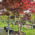 Acer palmatum 'Bloodgood' - Foto 1
