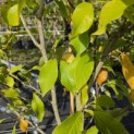Magnolia soulangeana 'Heaven Scent' - Foto 3