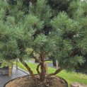 Pinus sylvestris 'Watereri' - 1