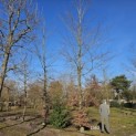 fagus sylvatica 'Atropunicea' - 1