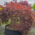 Acer palmatum 'Dragon's fire' - 1