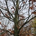 Fagus sylvatica - 3