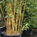Phyllostachys aureosulcata 'Aureocaulis' - Foto 1