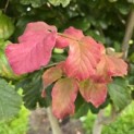 Parrotia persica - 2