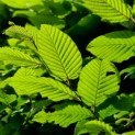 Carpinus betulus - impressie blad voorjaar
