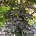 Fagus sylvatica 'Atropunicea' - 1