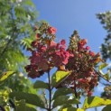 Hydrangea paniculata 'Pinky Winky' - Foto 1