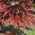 Acer palmatum 'Trompenburg' - 4