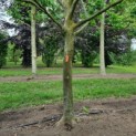 Platanus x hispanica - Afbeelding 1