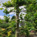 Platanus lei