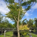 Albizia julibrissin - 3