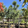Pinus Pinaster - 5