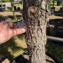 Pinus Pinaster - 1