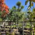 Pinus Pinaster - 4