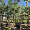 Pinus Pinaster - 3
