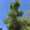 Pinus Pinaster - 2
