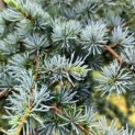 Cedrus libani 'Horstmann 's Silberspitz' - Afbeelding naalden