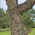 Quercus Suber - Foto 5