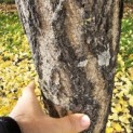 Ginkgo biloba - 1