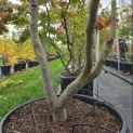 Parrotia persica - 7