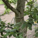 Carpinus betulus - 3