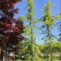 Cedrus deodara 'Aurea' - 2