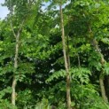 Aralia elata - Foto 2