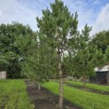 Pinus nigra 'Nigra' - 7
