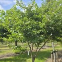 Styrax japonicus - 1