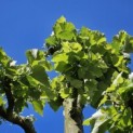Tilia Tomentosa - 5