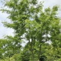 Gleditsia triacanthos ‘Inermis' - 1