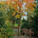 Liquidambar styraciflua - Afbeelding 2