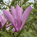 Magnolia 'Betty' - Foto 2